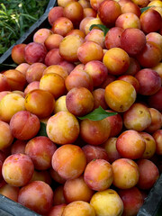 Plum in a black plastic box on a grass background, top view. Juicy red-orange fruits. Harvesting. Garden fruit trees. Healthy eating concept. Vertical format for agriculture, fairs and markets