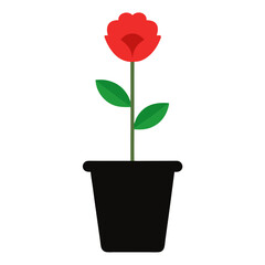 Minimal Poppy in Black Flower Pot.