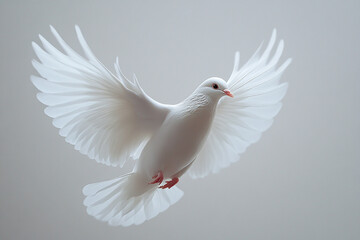 Obraz premium White Dove in Flight Wings Spread Wide