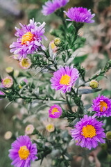 Obraz premium Bush Aster dumosus 'Kassel' Asteraceae family, grows in the garden. Close-up, selective focus. Beautiful autumn flowers.