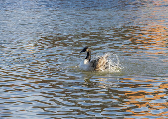 country goose swimming