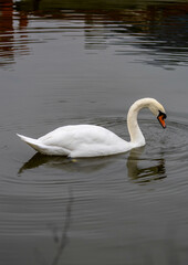 swan on the lake