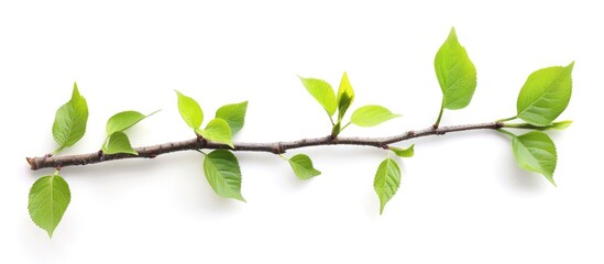 Fototapeta premium Fresh Green Leafy Twig Isolated On White Background