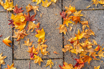 Enjoy a tranquil autumn walk with vibrant, colorful leaves crunching underfoot in the city setting