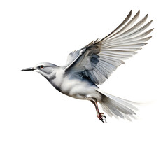 Obraz premium flying dove isolated on white