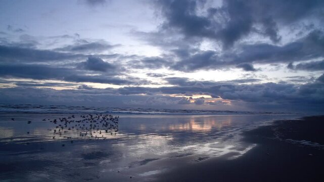 Slow motion video of shorebirds flying along the Washington Coast during their Spring Migration.