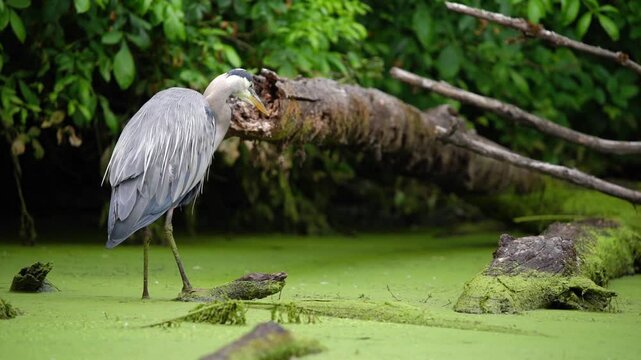 Great Blue Heron (Ardea herodias) fishing on a wobbly log.
Western Oregon.