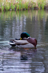 Colourful duck avian is swimming in a pond with a blue bridge in the background.