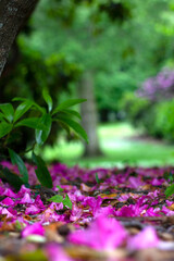 Fresh purple petals carpet on the ground The ground strewn with purple petals. Blurred background