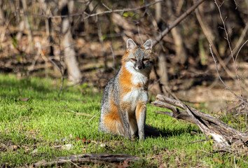 A male Gray Fox strikes a pretty pose.