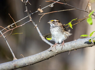 A White-throated Sparrow perching in the breeze.