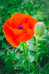 Red poppy flowers and buds