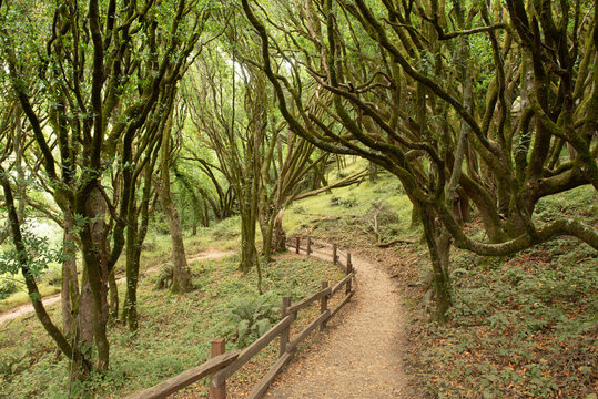 A path bordered by a fence at the Dipsea Trail in Marin County, featuring the California Bay and ferns