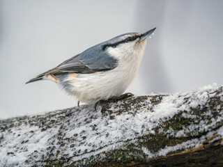 Obraz premium Nuthatch perching on a tree trunk in winter forest. Close-up