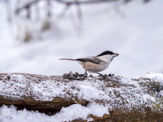 Willow tit eating sunflower seeds while perched on a tree stump in winter forest. Close-up