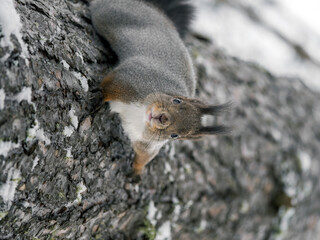 Red squirrel sitting on a branch of tree and looking at a camera in winter forest. Close-up