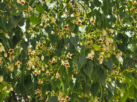 Fresh bell-shaped flowers, close up. Brachychiton populneus commonly known as the Kurrajong is a small or medium-sized tree, ornamental flowering plant of the family Malvaceae.
