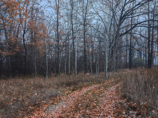 Obraz premium Autumn birch forest with dirt path