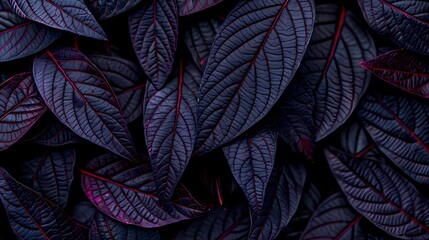Fototapeta premium deep purple leaves background