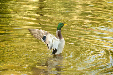 Mallard Duck Flapping Wings on Water Surface. Male mallard duck with green head flapping its wings, creating ripples on the pond surface.