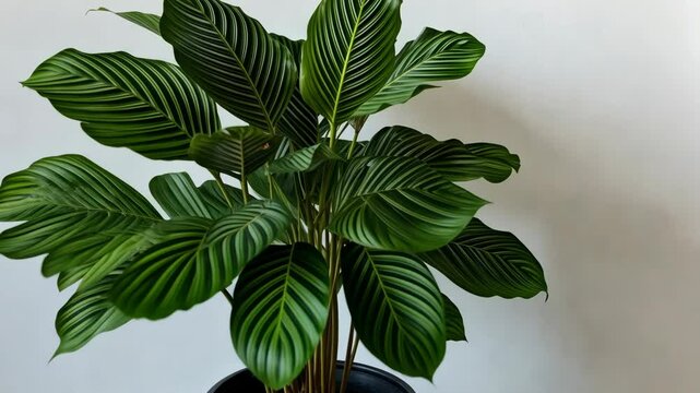 A healthy prayer plant in a dark pot is featured