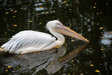 White Pelican Floating on Dark Reflective Water. Close-up of a white pelican with a long beak, gracefully floating on dark, reflective water.