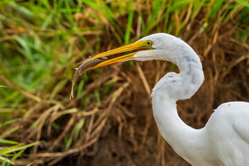 Great Egret (Ardea alba) fishing in a marsh. Finley National Wildlife Refuge, Oregon.