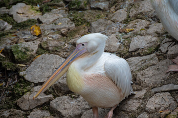 White Pelican Resting on Rocky Ground. Close-up of a white pelican with a large beak resting on a rocky surface in an outdoor setting.