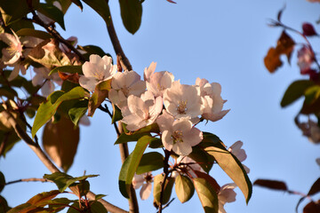 Beautiful apple tree flowers in spring. Apple tree flowers in close-up. Beautiful bokeh.
