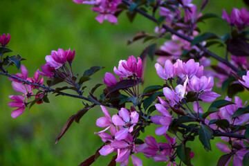 Beautiful red apple blossoms in spring. Apple tree flowers in close-up. Beautiful bokeh.