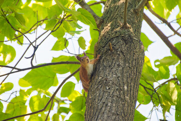 Squirrel Perched on Tree Branch Among Green Leaves. A squirrel sits on a tree branch, surrounded by bright green leaves, looking down from above.