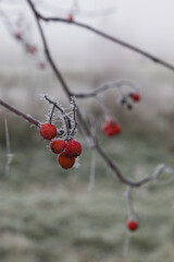Frost-covered red berries hang from a branch in a misty field during a cold winter morning in nature