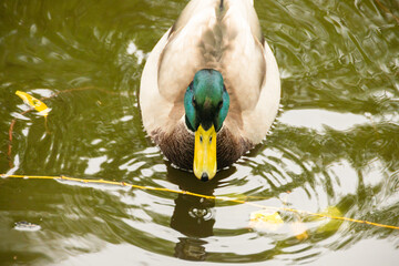 Mallard Duck Floating on Reflective Pond Water. Close-up of a male mallard duck with green head and yellow bill, calmly floating on reflective water