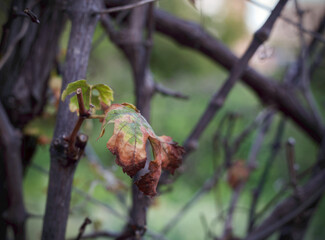 Leave in autumn about to fall 