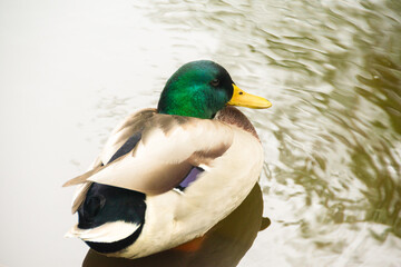 Obraz premium Mallard Duck Floating on Reflective Pond Water. Close-up of a male mallard duck with green head and yellow bill, calmly floating on reflective water