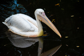 White Pelican Floating on Dark Reflective Water. Close-up of a white pelican with a long beak, gracefully floating on dark, reflective water.