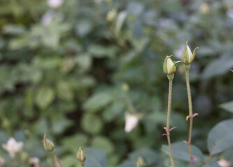 Twin little rosebuds standing against green backdrop