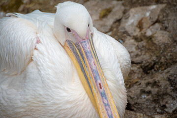 Close-Up of White Pelican Grooming Its Feathers. A detailed close-up of a white pelican grooming its feathers, showcasing its large colorful beak and plumage.