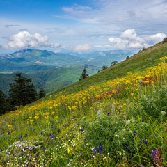 Wildflowers of Marys Peak, the highest point in the Oregon Coast Range.