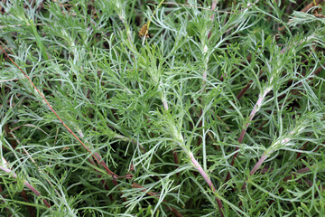 Obraz premium A type of wormwood grows in nature - Artemisia marshalliana