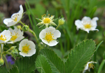 Wild strawberries bloom in nature