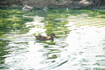 Brown Duck Swimming on Calm Reflective Water. Brown duck swimming on calm, reflective water with greenish hues and light ripples.