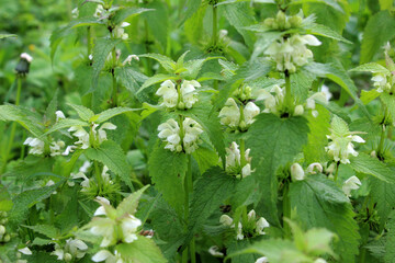 Bloom in nature the nettles are deaf (Lamium album)