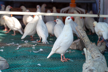 A group of white or albino partridges (Alectoris chukar) in a breeding enclosure. Albino partridges are very rare. 