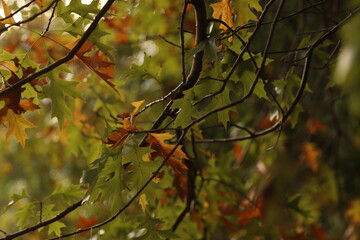 Autumn in an urban park