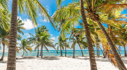 Palm trees by the sea in a tropical beach