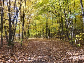 Fototapeta premium Forest