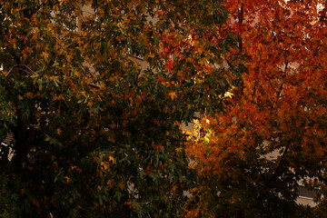 Tree in autumn colors