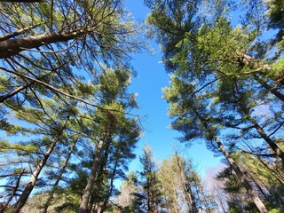 Obraz premium Blue Sky Trees