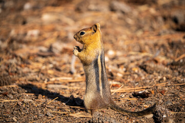 Golden-mantled Ground Squirrel (Callospermophilus lateralis) in Central Oregon.